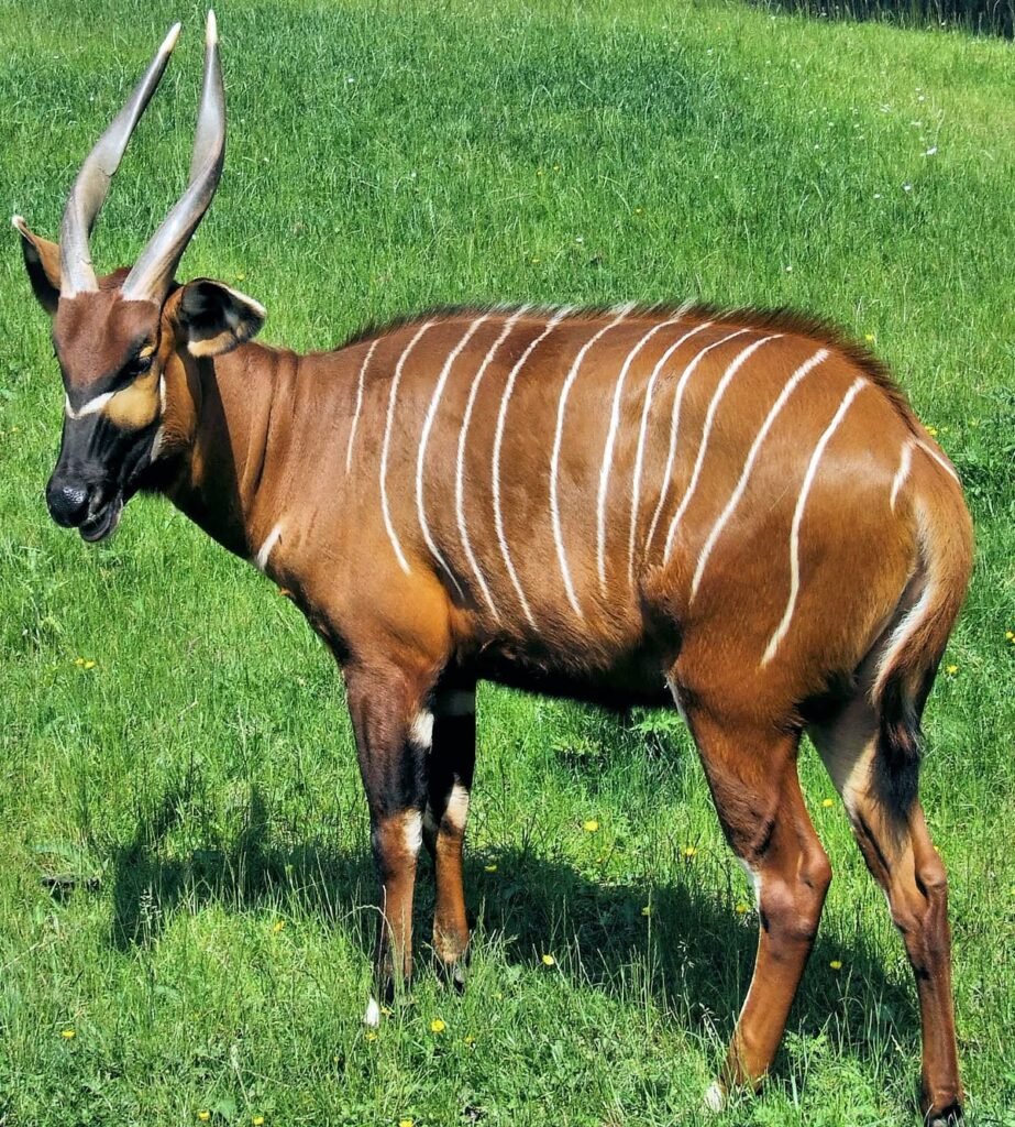 Bongo