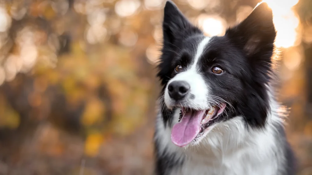 Border Collie
