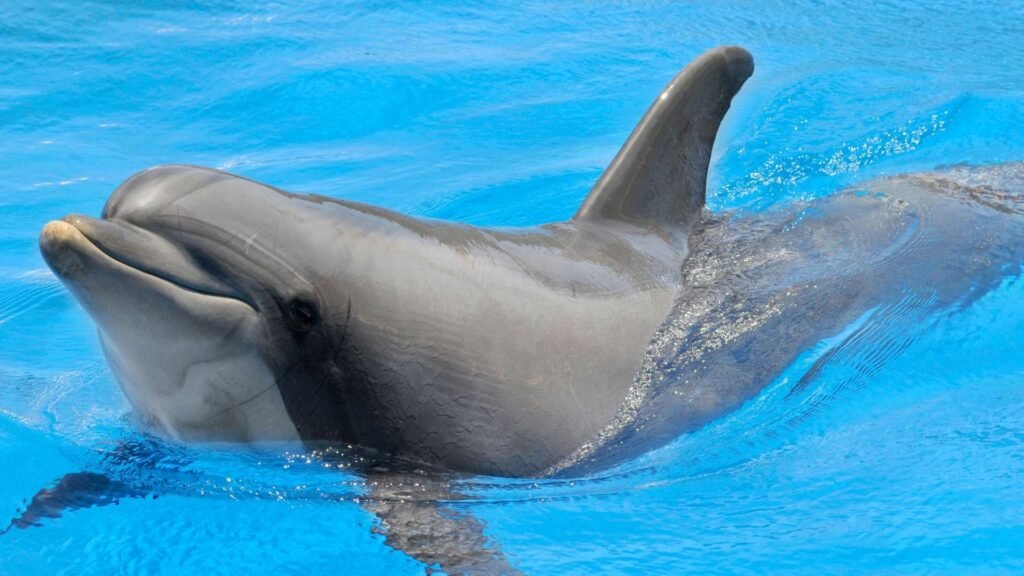 Bottlenose Dolphin