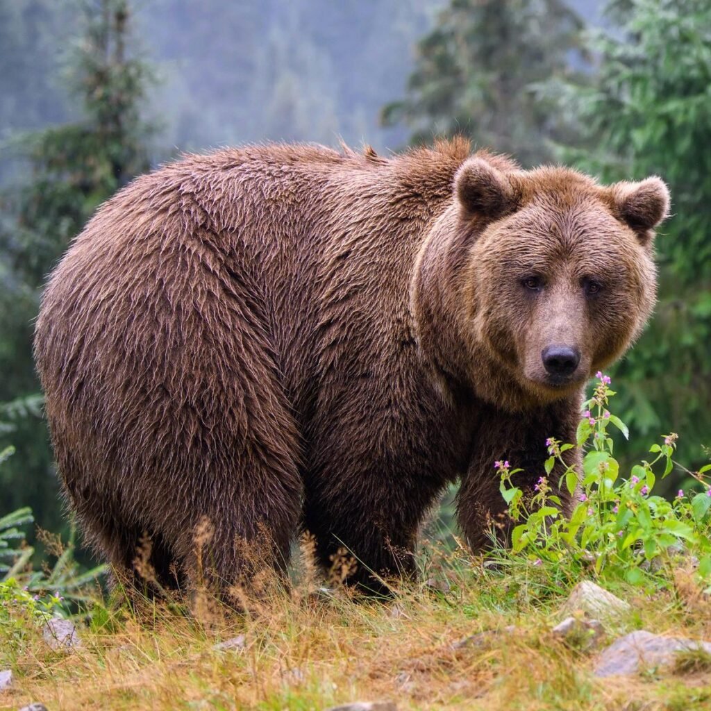Brown Bear