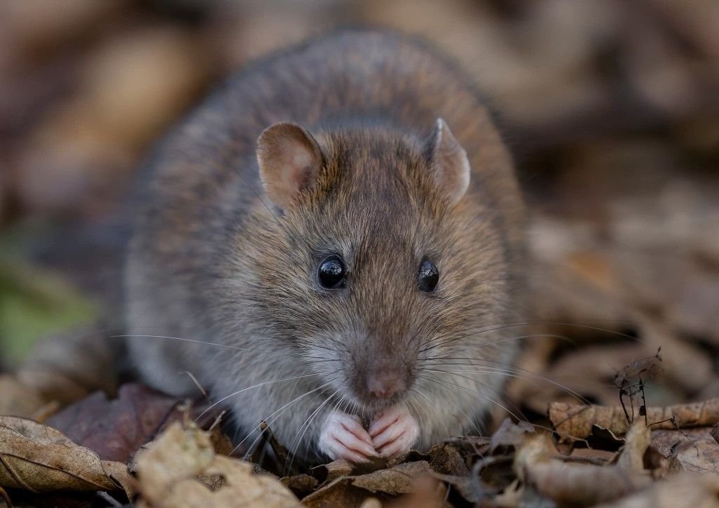 Brown Rat