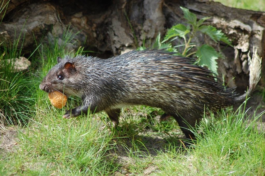 Brush-tailed Porcupine