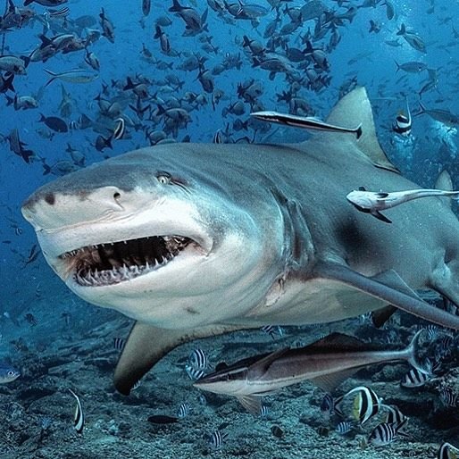 Bull Shark
