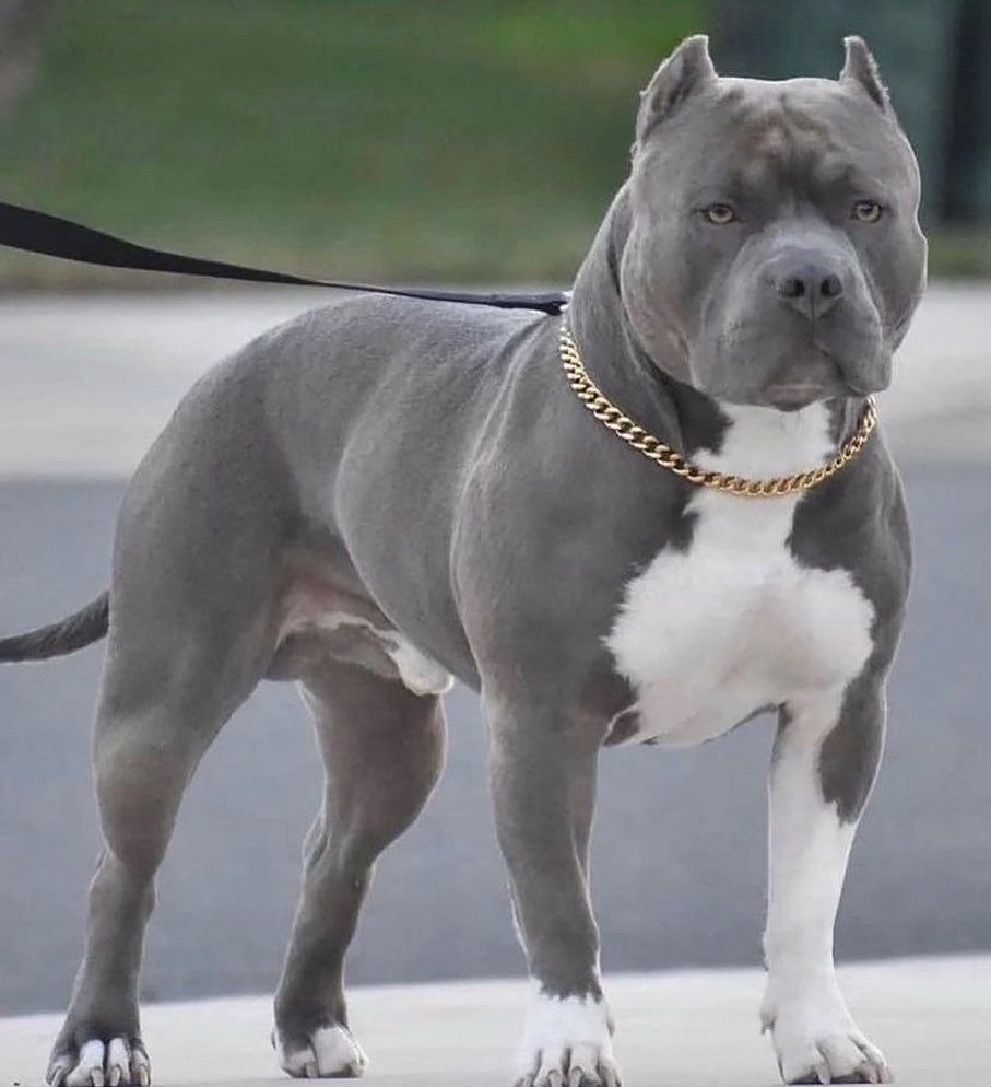 Bulldog