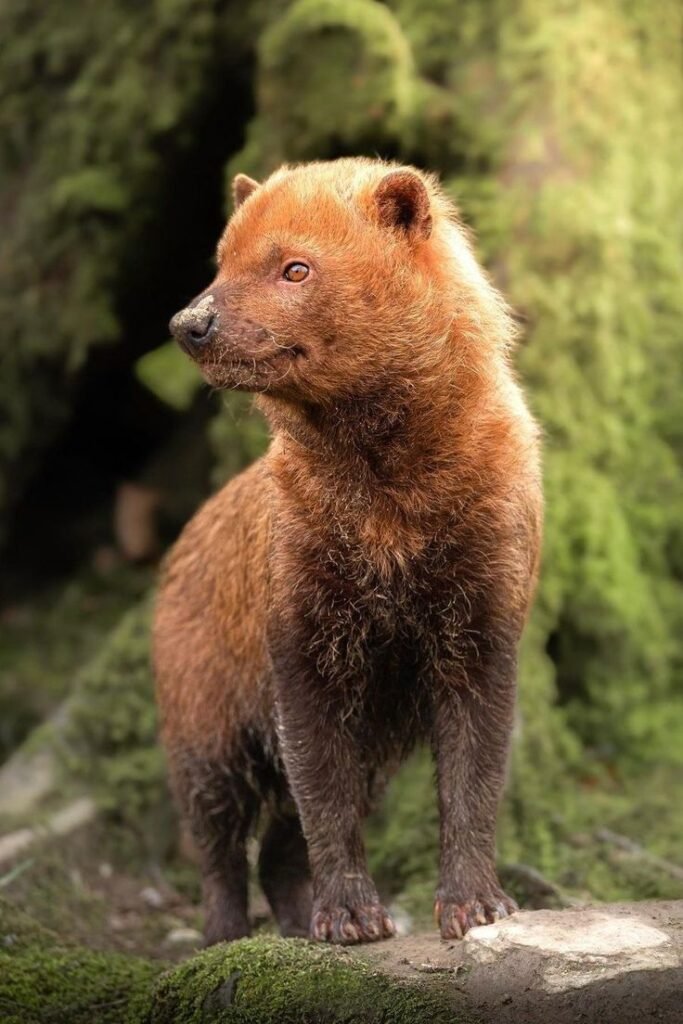Bush Dog
