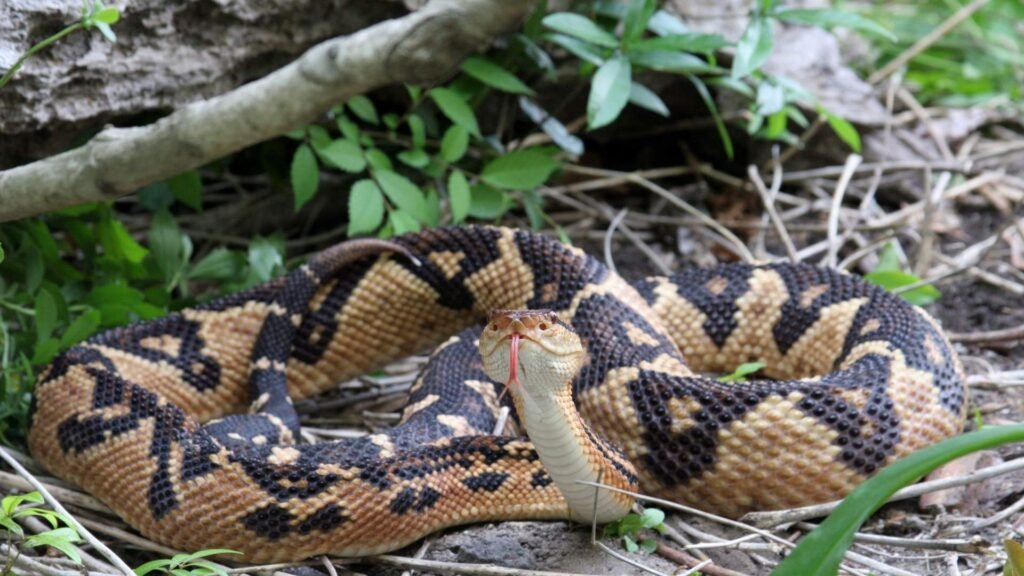 Bushmaster