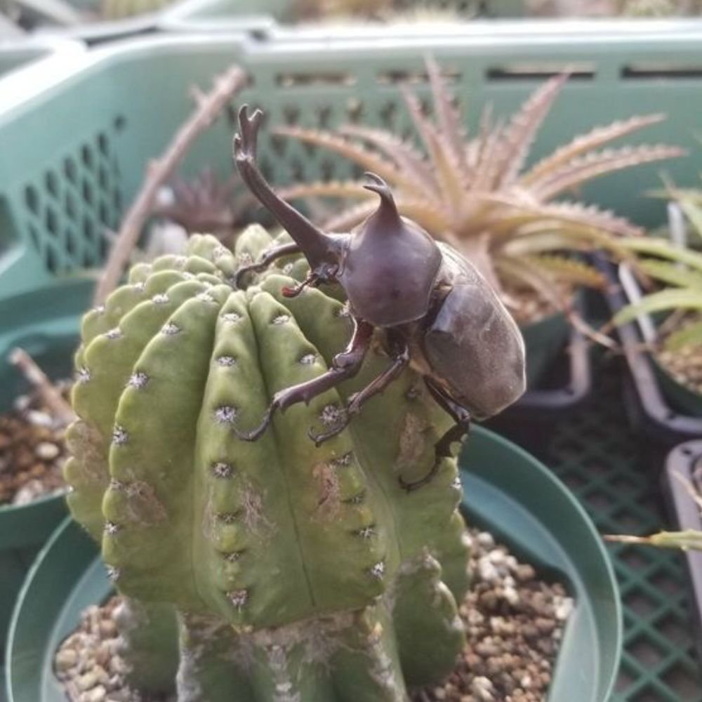 Cactus Beetle