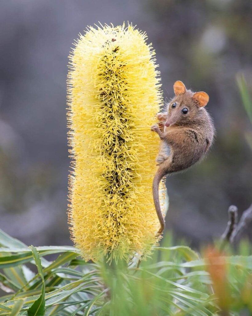 Cactus Mouse