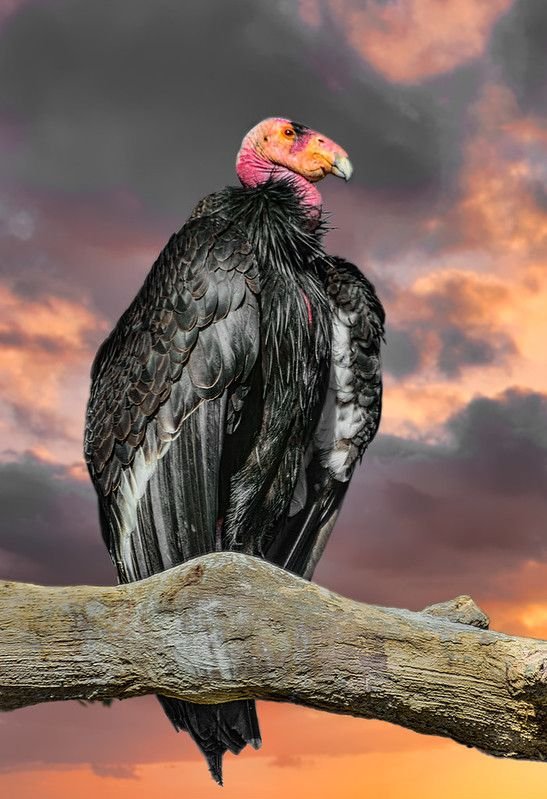 California Condor