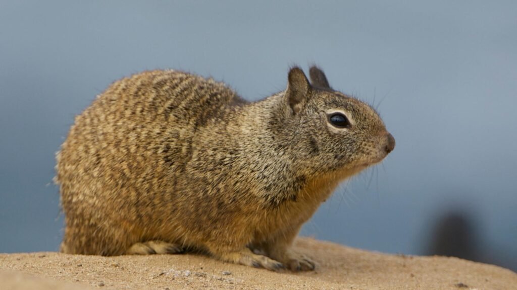 California Ground Squirrel