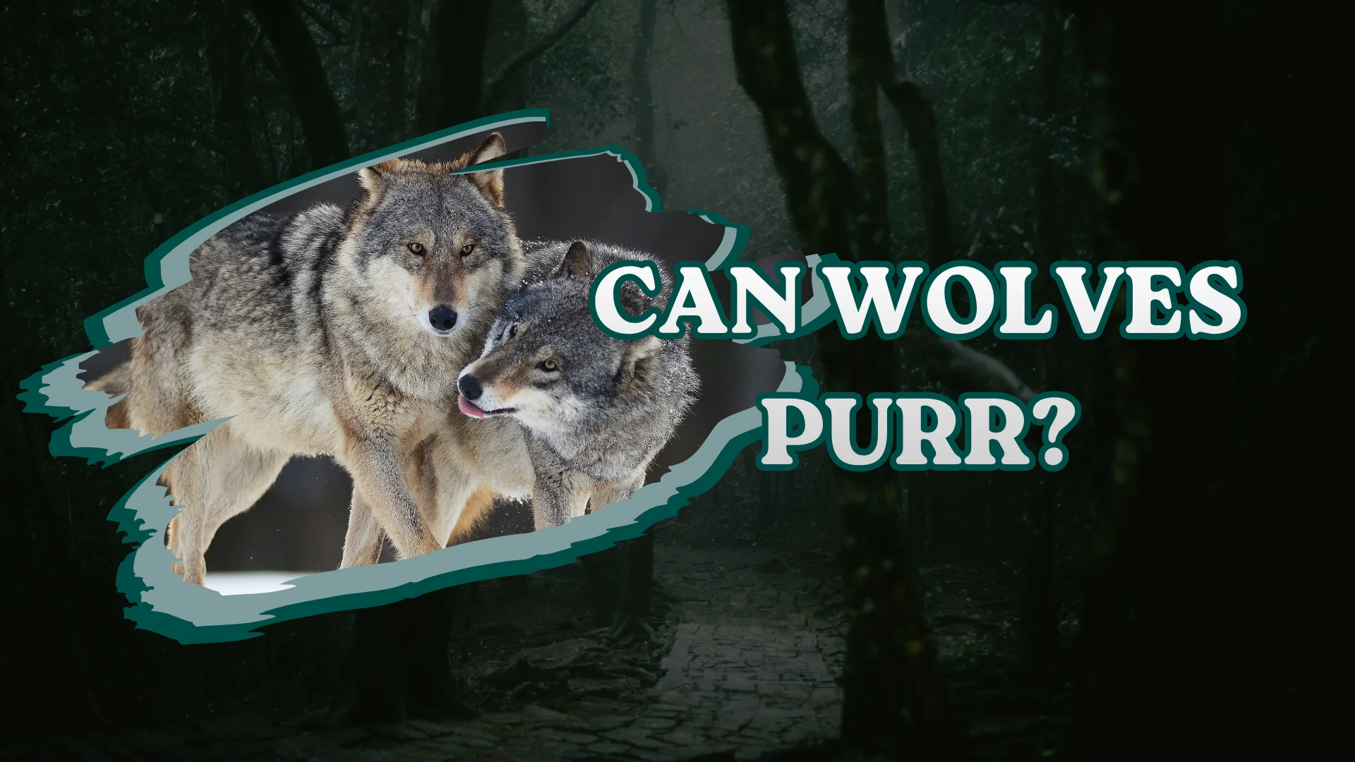 Can Wolves Purr?