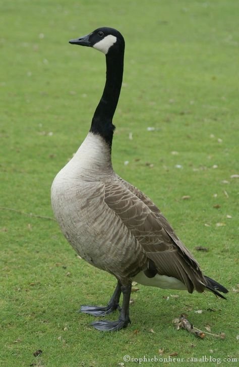 Canada Goose