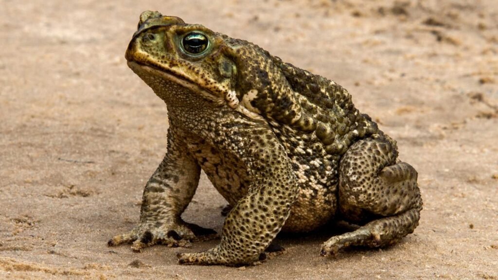 Cane Toad
