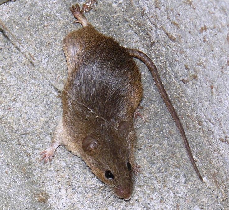 Cape Spiny Mouse