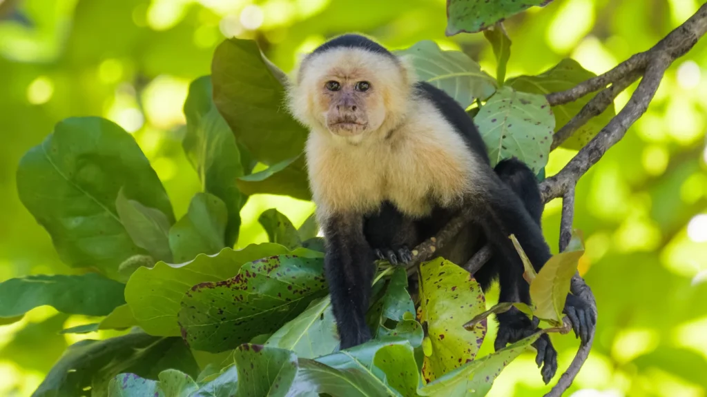 Capuchin Monkey