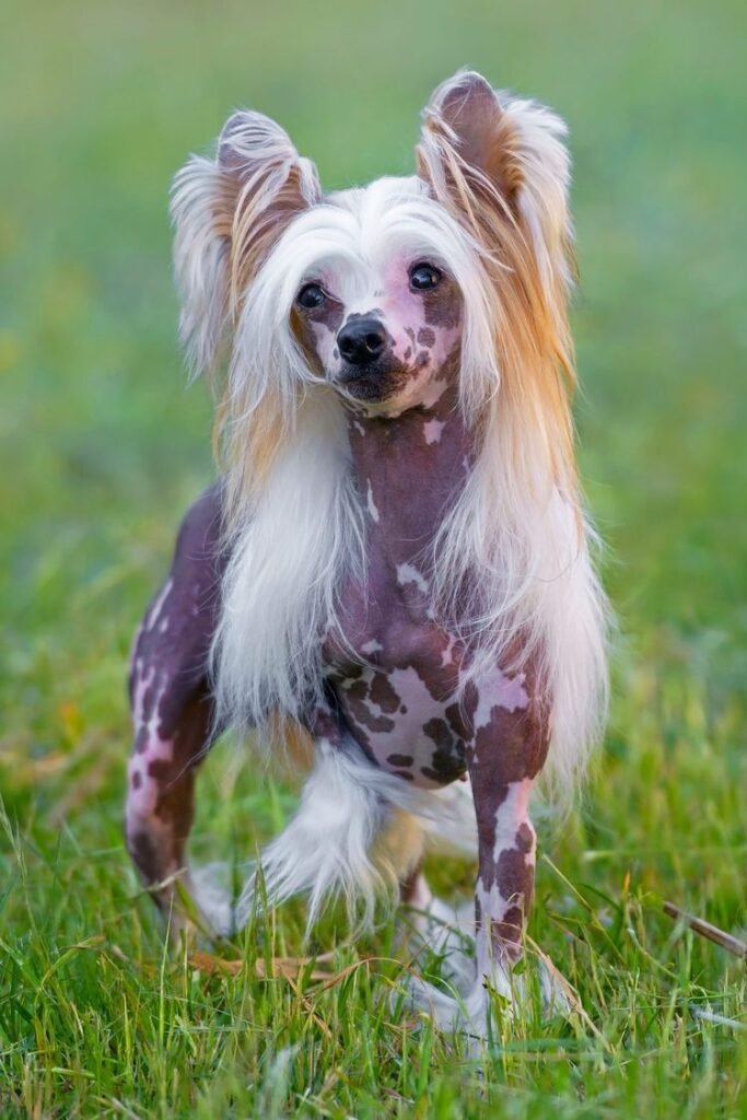 Chinese Crested Dog