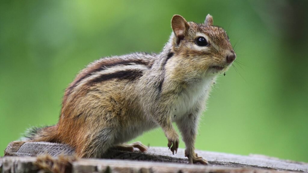 Chipmunk
