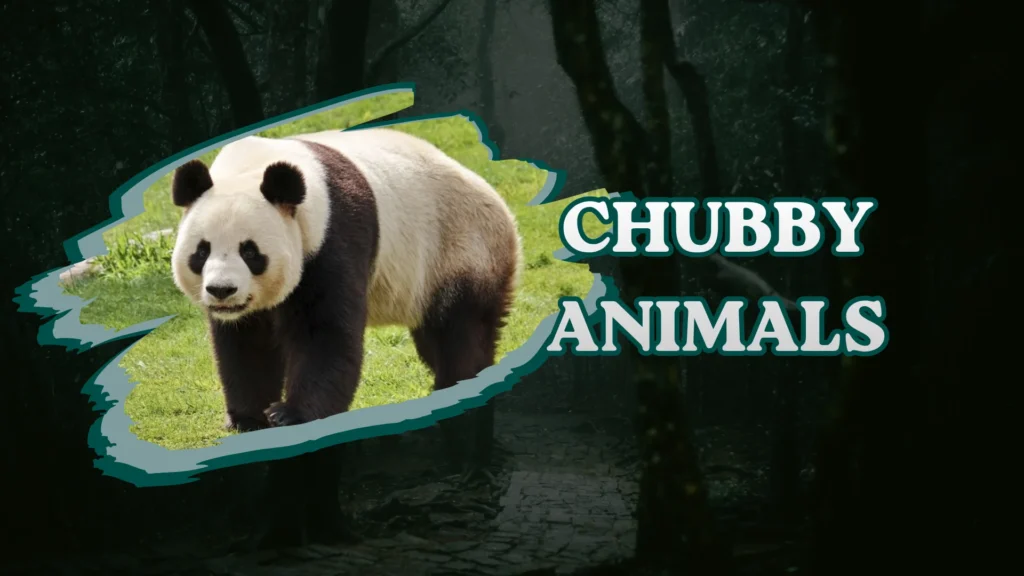 Chubby Animals
