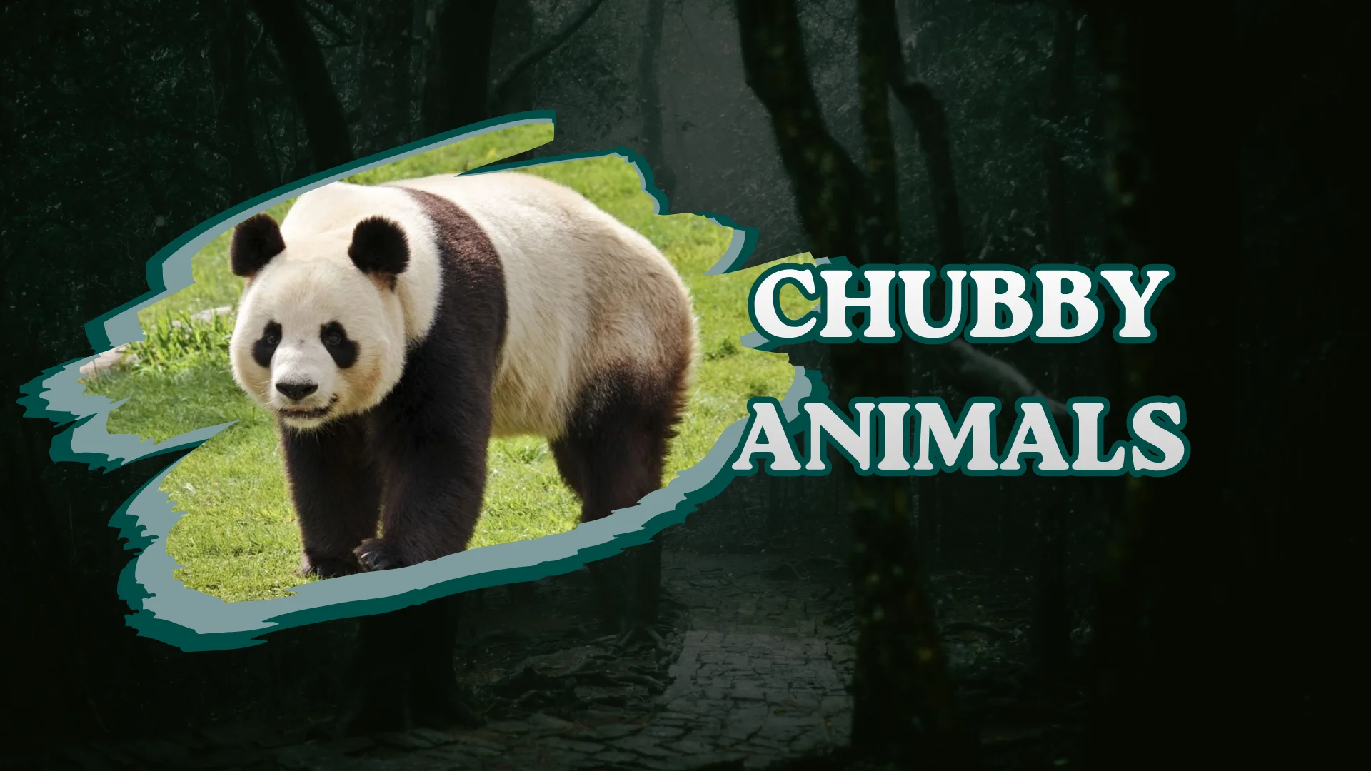 Chubby Animals