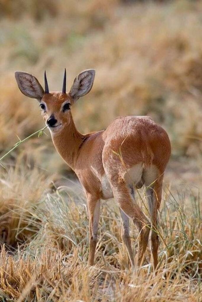 Common Duiker