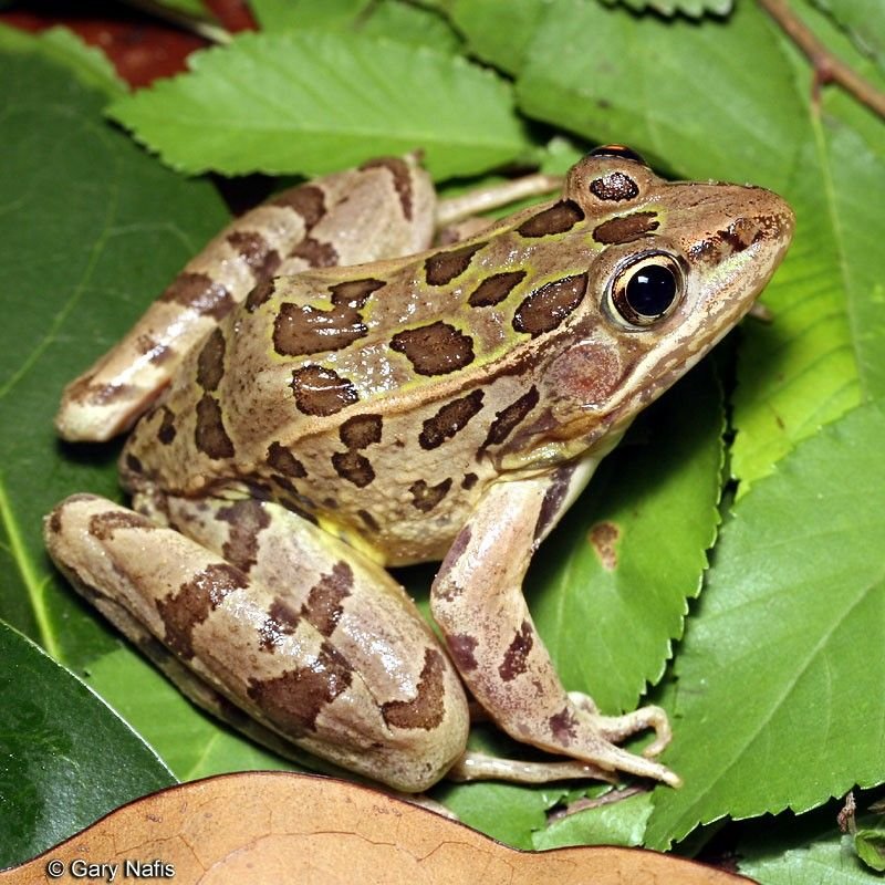 Common Frog