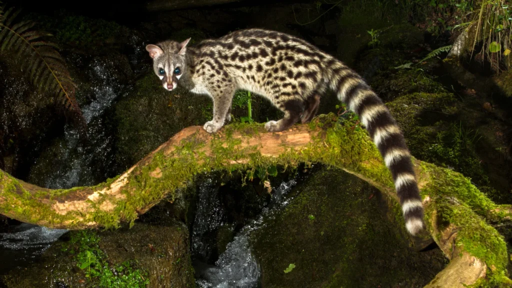 Common Genet