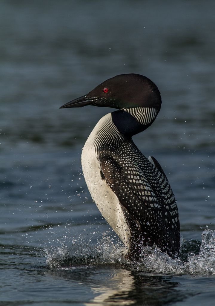 Common Loon