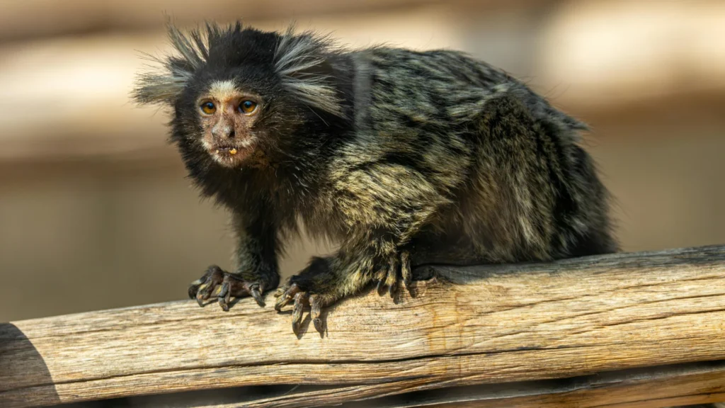 Common Marmoset