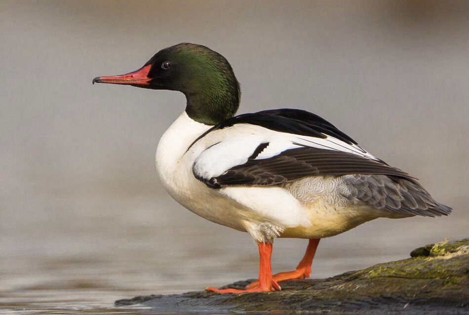 Common Merganser
