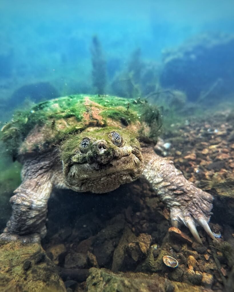 Common Snapping Turtle