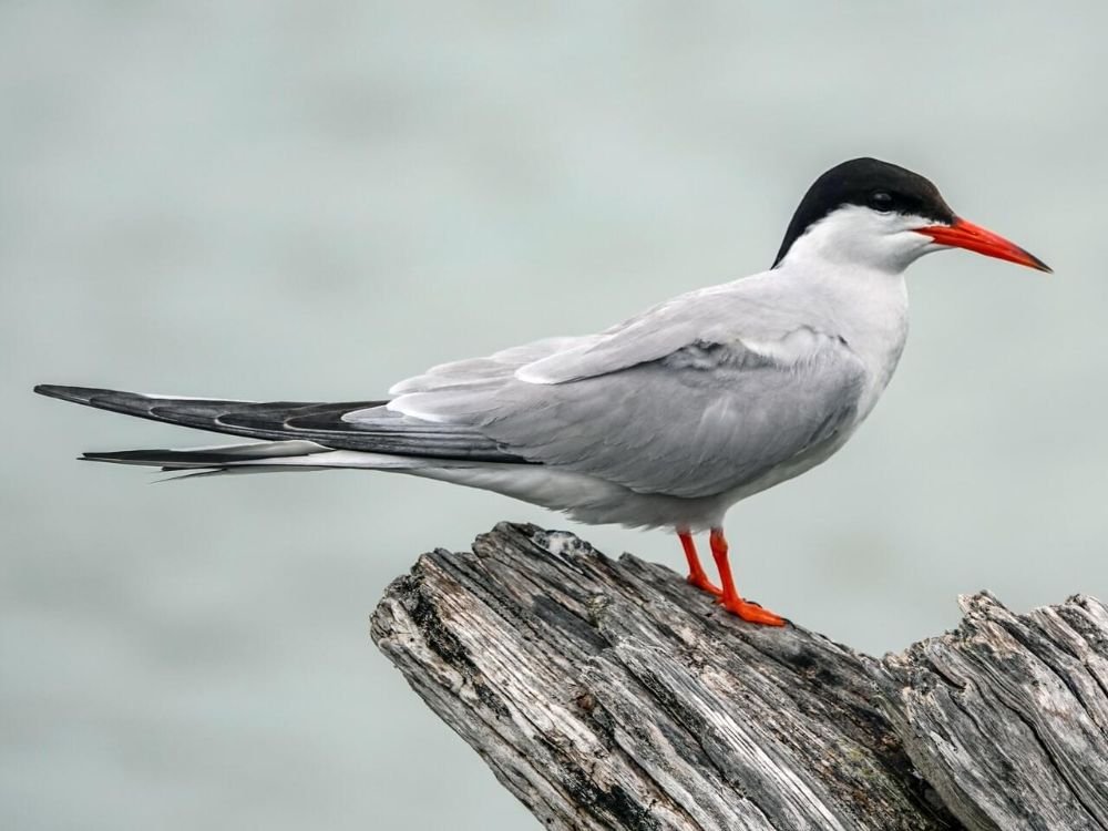 Common Tern