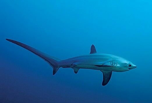 Common Thresher Shark