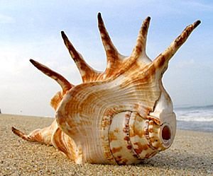Conch