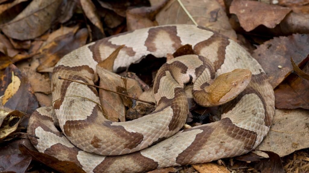 Copperhead