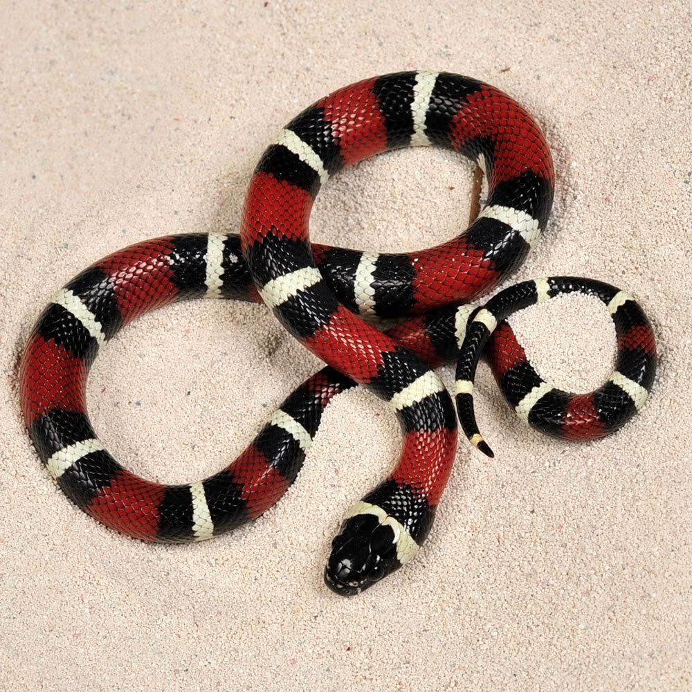 Coral Snake