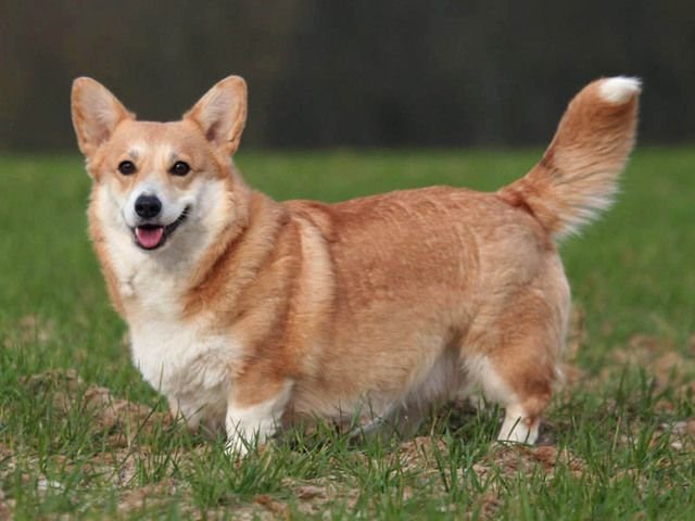 Corgi