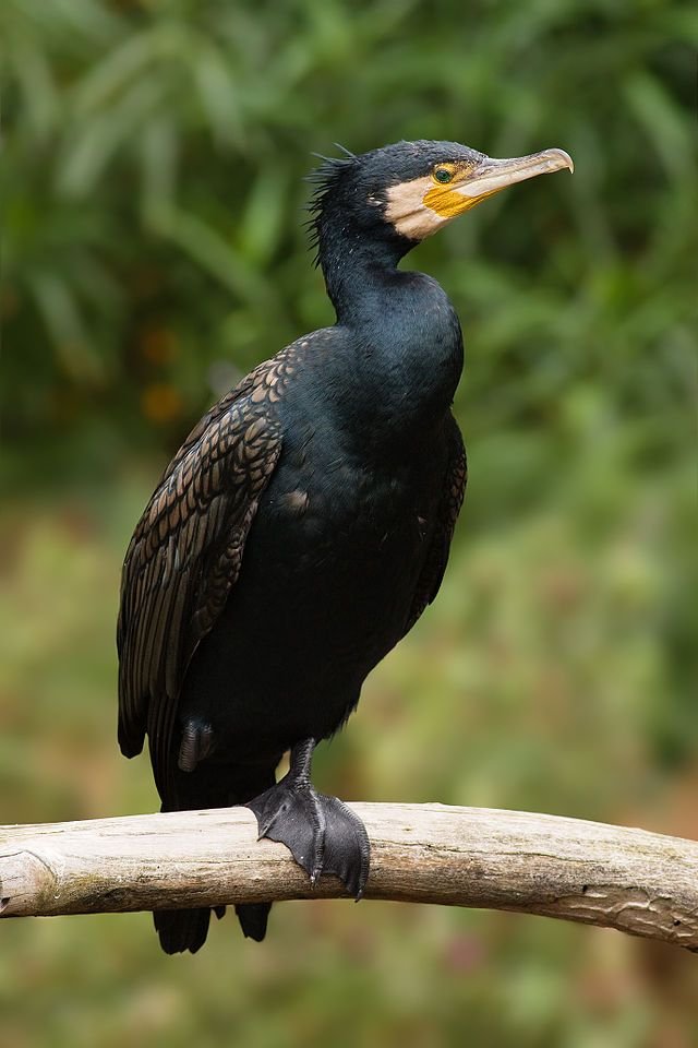 Cormorant