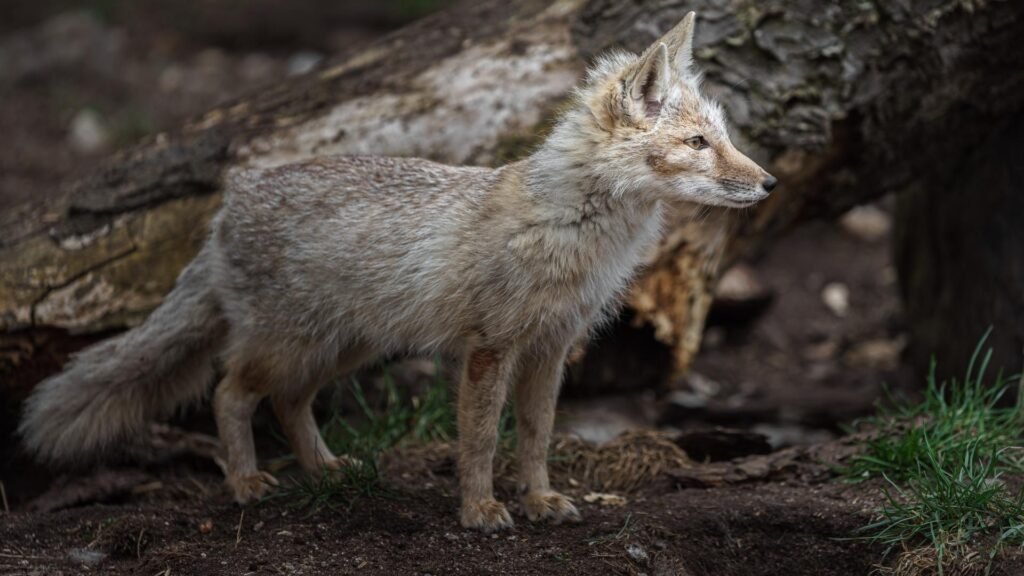 Corsac Fox
