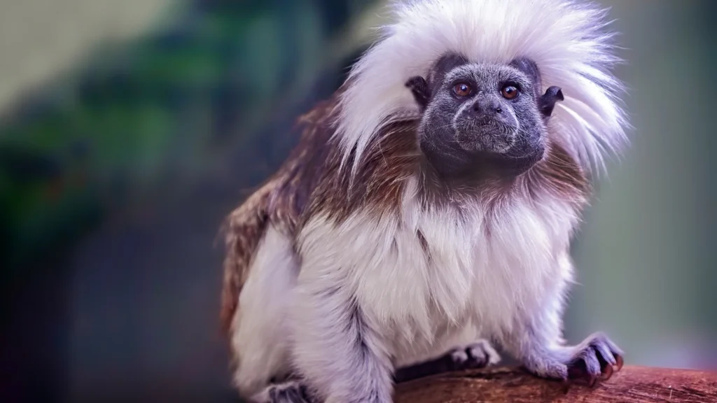 Cotton-top Tamarin