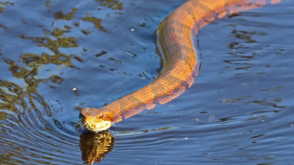 Cottonmouth (Water Moccasin)