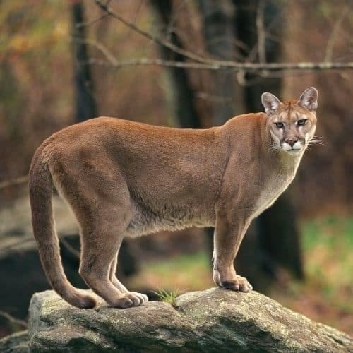 Cougar