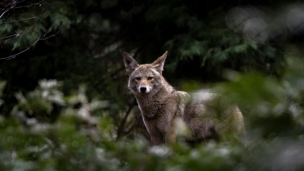 Coyote