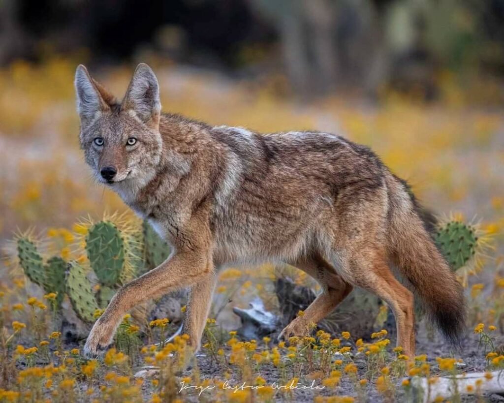 Coyote