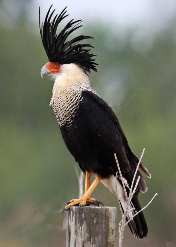 Crested Caracara