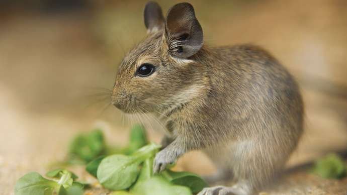 Degu