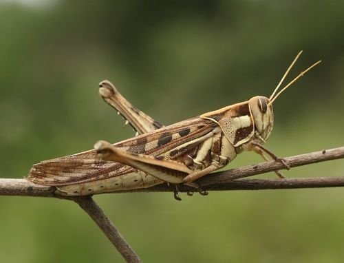 Desert Locust