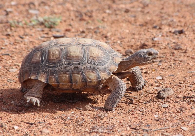 Desert Tortoise