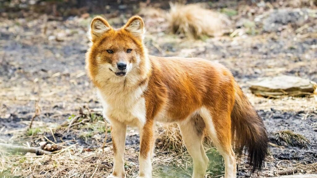 Dhole