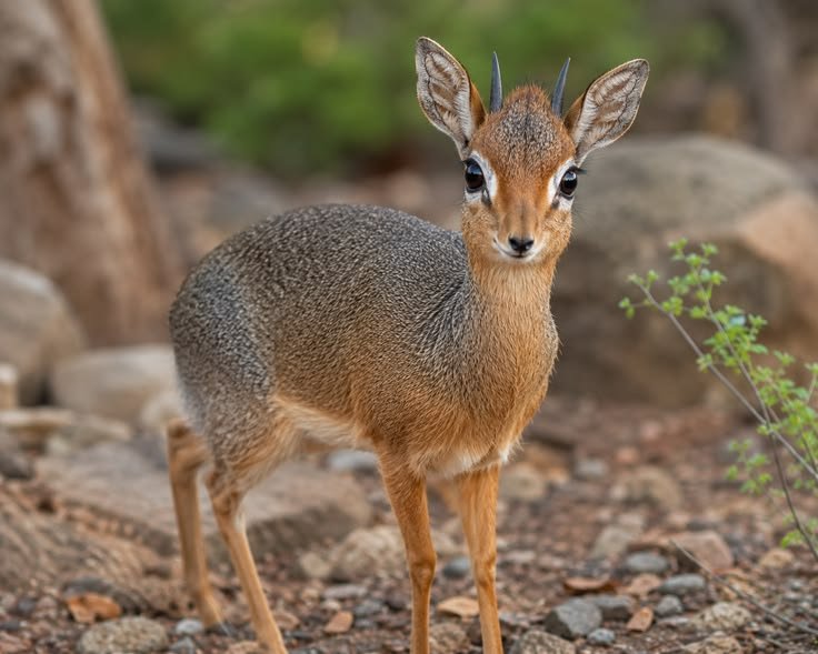 Dik-dik