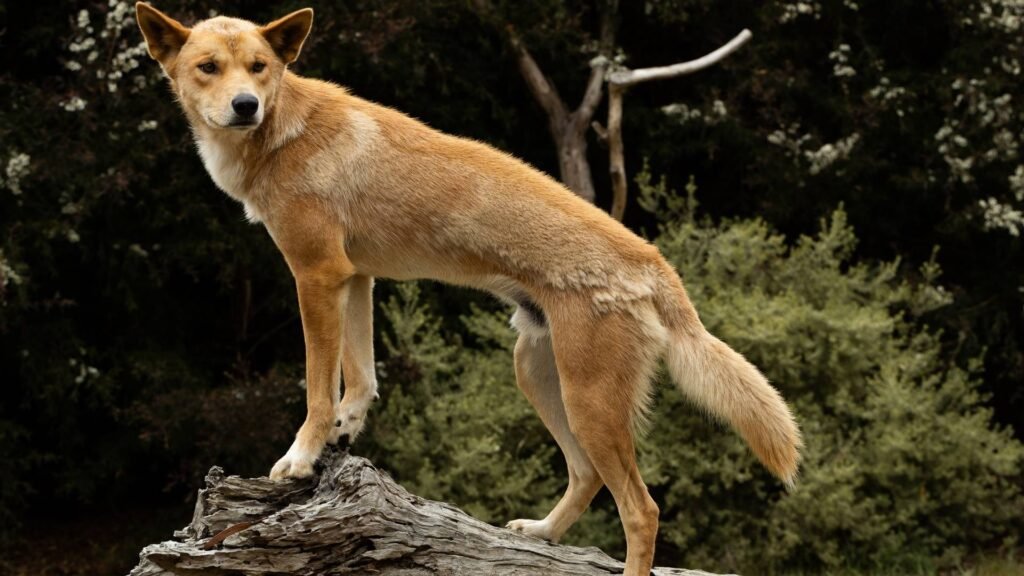 Dingo